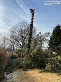 Tree Pruning Service in Nutley NJ