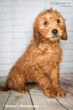 Liz Female Mini Goldendoodle