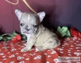 Stanley Male AKC French Bulldog