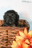 Chanel Female Shorkie