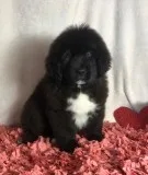 Zoey Female Saint Bernewfie