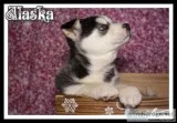 Alaska Female Pomsky