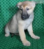 Kayleb Male AKC German Shepherd