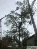 Tree Removal in North Arlington NJ