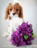 Lily F1b Female Cavapoo