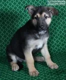 Kennedy Male AKC German Shepherd
