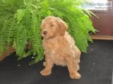 Blake Male Mini F1B Goldendoodle