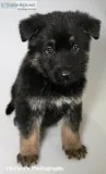 Luna Female AKC German Shepherd