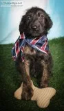 Benji Male Labradoodle