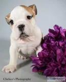 Ivy AKC Female English Bulldog