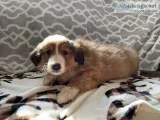 Peyton Female Bernese Mountain Dog Rough Collie Mix