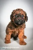 Neo Male F1B Mini Goldendoodle