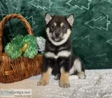 Nigel Male AKC Shiba Inu