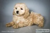 Enchanted Female Cavachondoodle