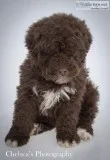 Bernard Male F1b Bernedoodle