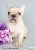 Kerry AKC Female French Bulldog