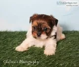 Louis Male Shorkie