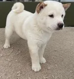 Icy Female AKC Shiba Inu