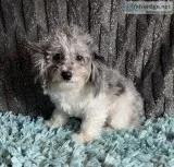 Mikey Male Poochon