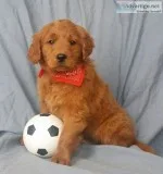 Cooper Male F1 Mini Goldendoodle