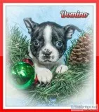 Domino Male Frenchton