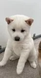 Brooke Female AKC Shiba Inu