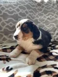 Moxie Female Bernese Mountain Dog Rough Collie Mix