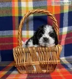 Twinkie Female Shihpoo