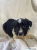 Zach Male Aussiedoodle