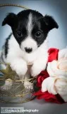 Carson Male Toy Fox Terrier Mix