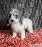 Jenna Female Poochon