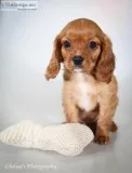 Faye F1b Female Cavapoo