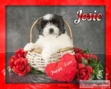 Josie Female Shihtzu