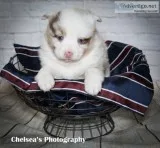 Avalanche Female F1B Mini Pomsky
