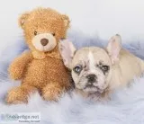Riley Female AKC French Bulldog