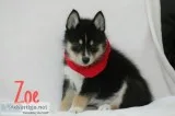 Zoe Female Mini Pomsky