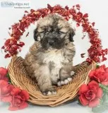 Buddy Male Saint Berdoodle