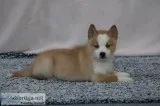 Charlie Male Mini Pomsky