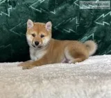Derek Male AKC Shiba Inu