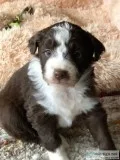 Blaze Male Aussiedoodle