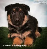 Thor Male AKC German Shepherd