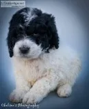 Lane F1B Male Newfypoo