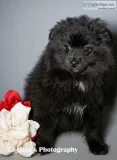 Coda Male AKC Pomeranian