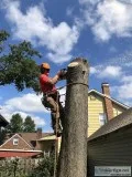 Tree Topping Service in Nutley NJ