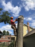 Tree Topping Service in North NJ
