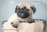 Brenda Female AKC Pug