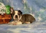 Louie Male Frenchton