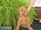 Cocoa Male Mini F1B Goldendoodle