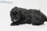 Wavy Male Shihpoo