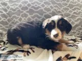 Shirley Female Bernese Mountain Dog Rough Collie Mix